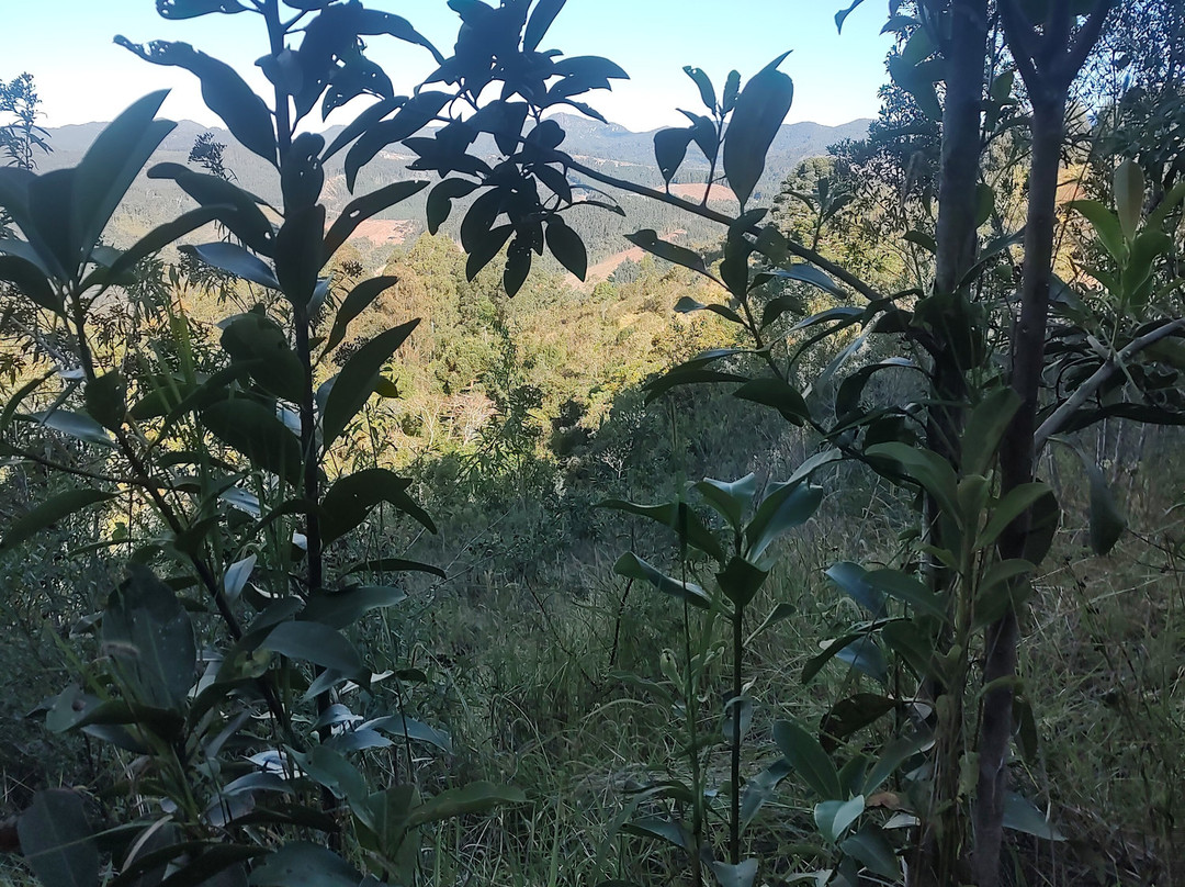 Araukaria Brazil - Monte Verde-蒙特贝尔德必去景点