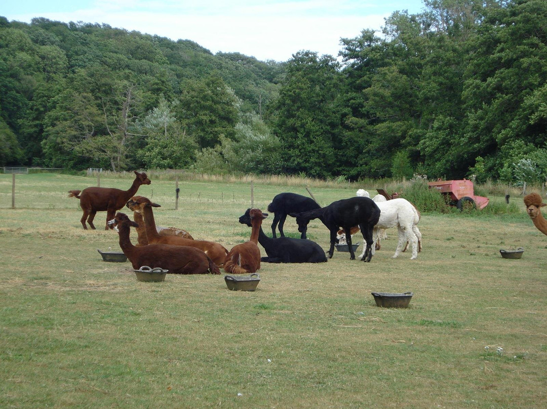 Bell Farm Alpacas-Pensford必去景点
