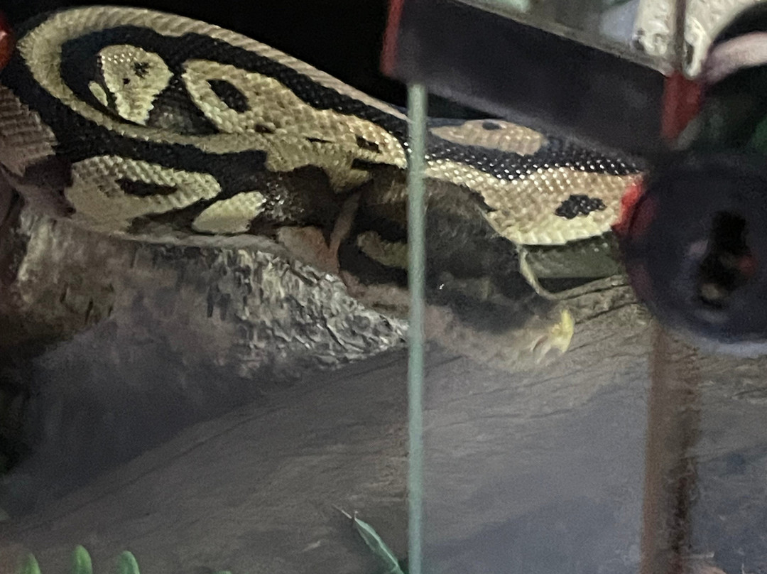 The Meadows Wildlife Park-卡菲利必去景点