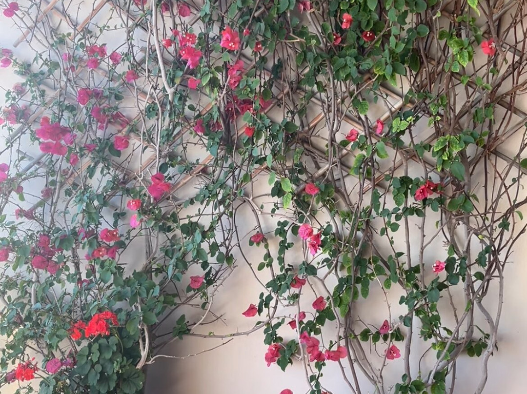 卡萨苏尔马尔住宿加早餐旅馆主图