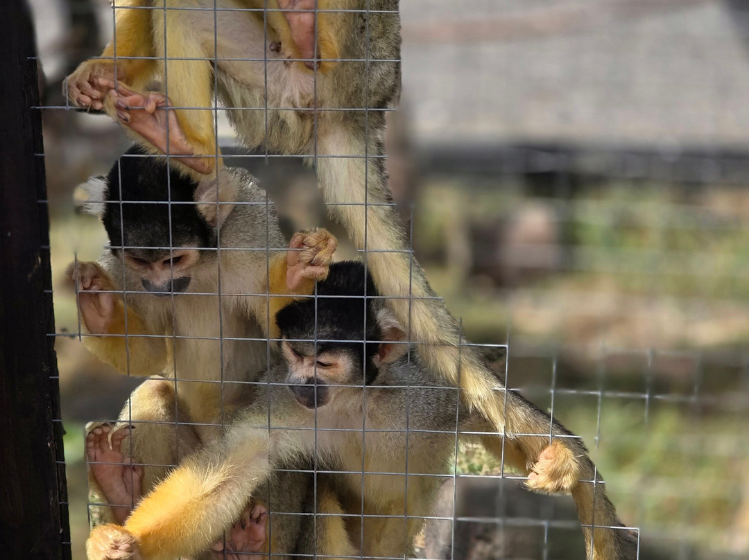 Ashlyns Wildlife Park-North Weald必去景点