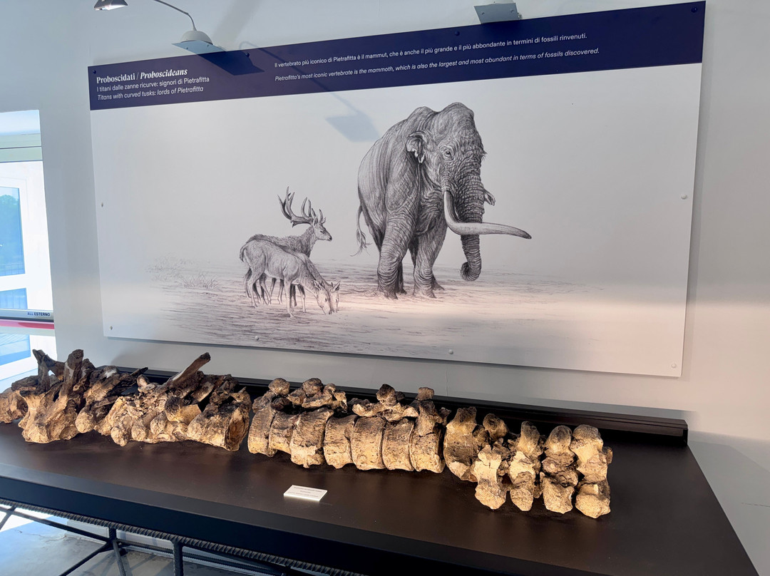 Museo Paleontologico "Luigi Boldrini"-Piegaro必去景点