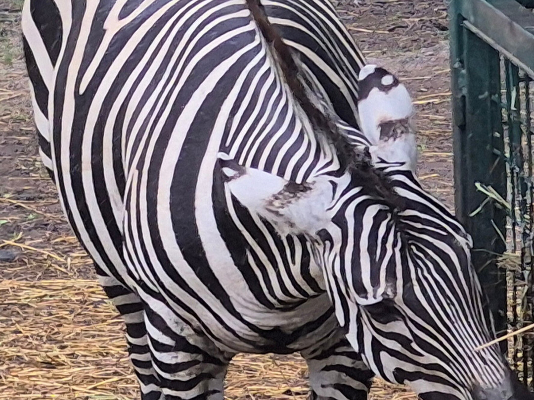 The Wild Animal Park-Chittenango必去景点