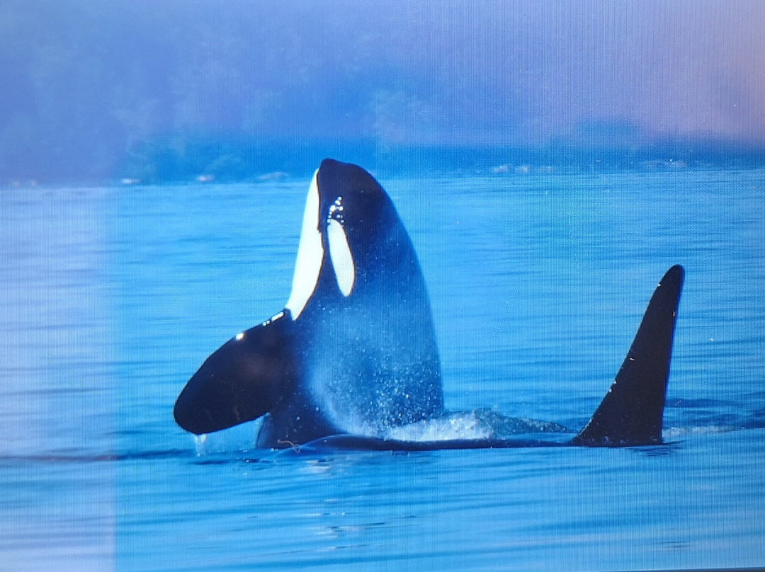 Seasmoke Whale Watching-Alert Bay必去景点