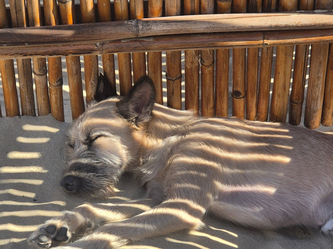 Chalet Luna Rossa  -  Welcome Dogs-罗塞托德利亚布鲁齐必去景点