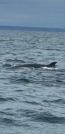 Atlantic Whale and Wildlife Tours-Courtmacsherry必去景点