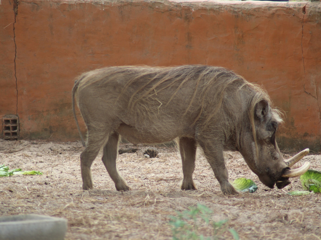 Badoca Safari Park-Santiago do Cacem必去景点