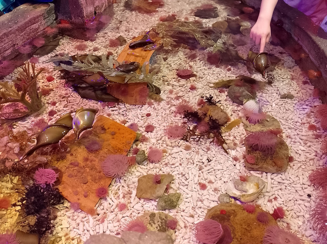 Sea Life Scarborough-斯卡伯勒必去景点