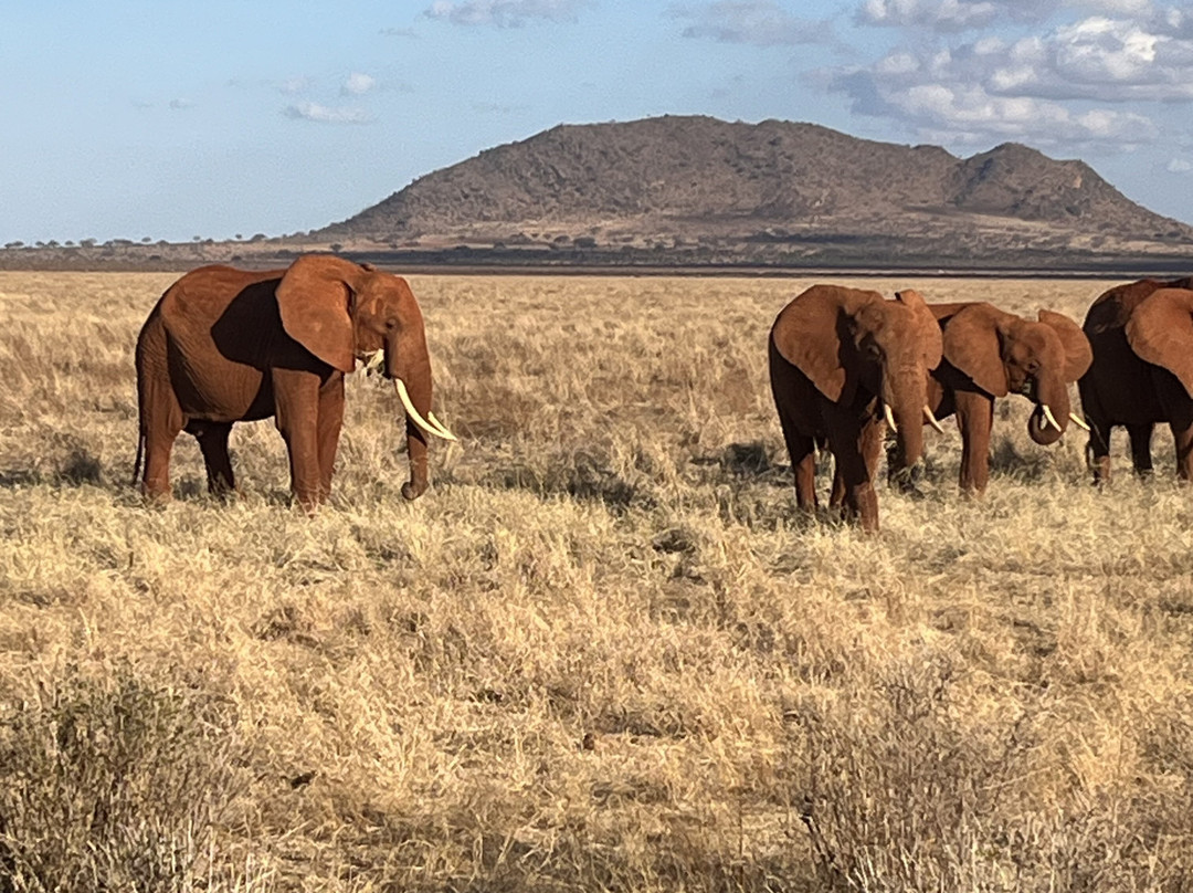 Tsavo East National Park-查佛必去景点