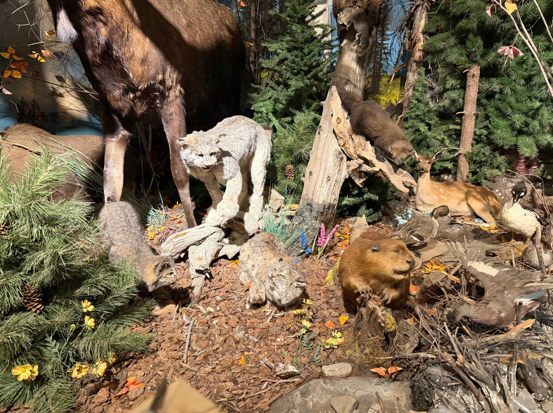 Yellowstone Trading Post-库克城必去景点
