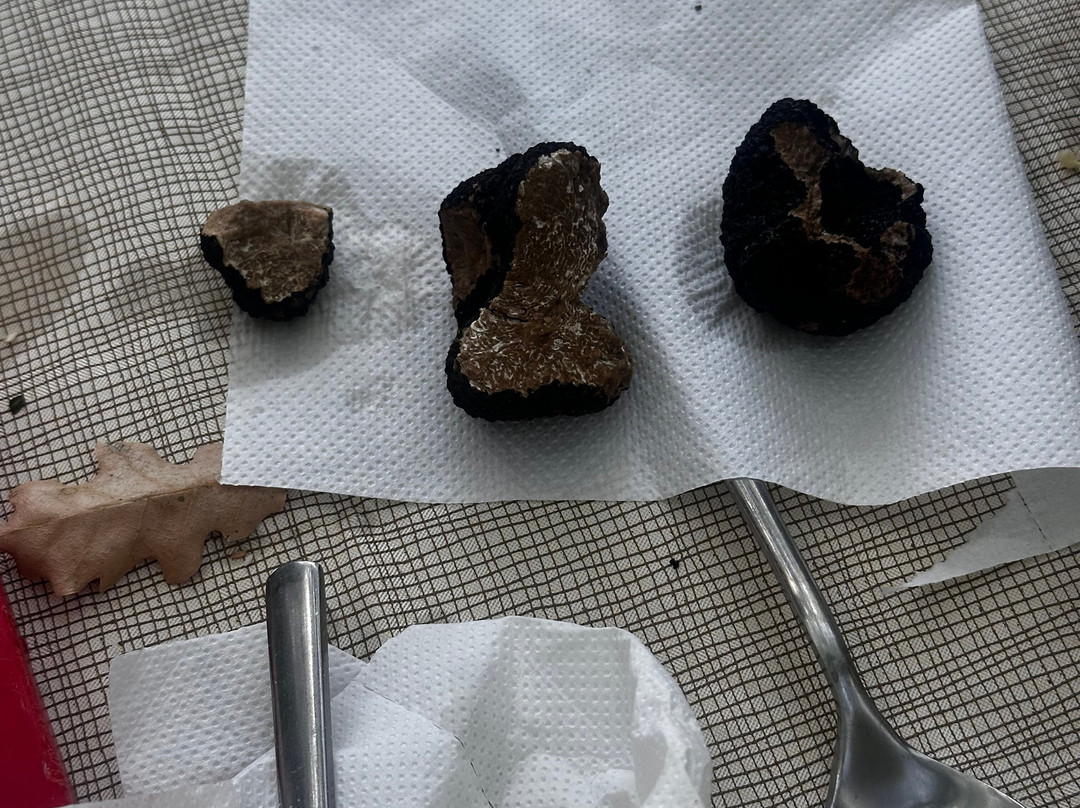 Truffle Hunting-卡兰巴卡必去景点