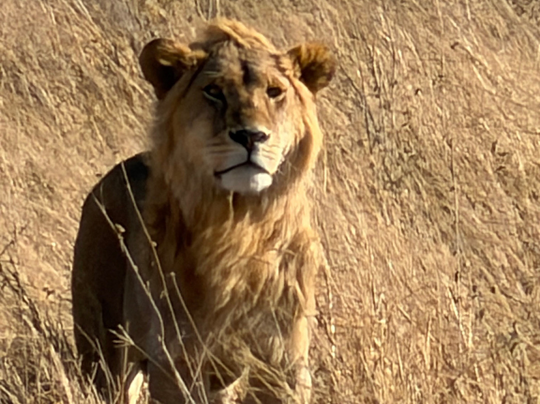 Regal African Safaris-Usa River必去景点