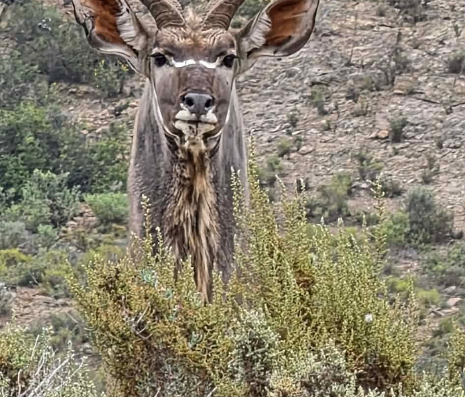 Sanbona Wildlife Reserve-蒙提古必去景点