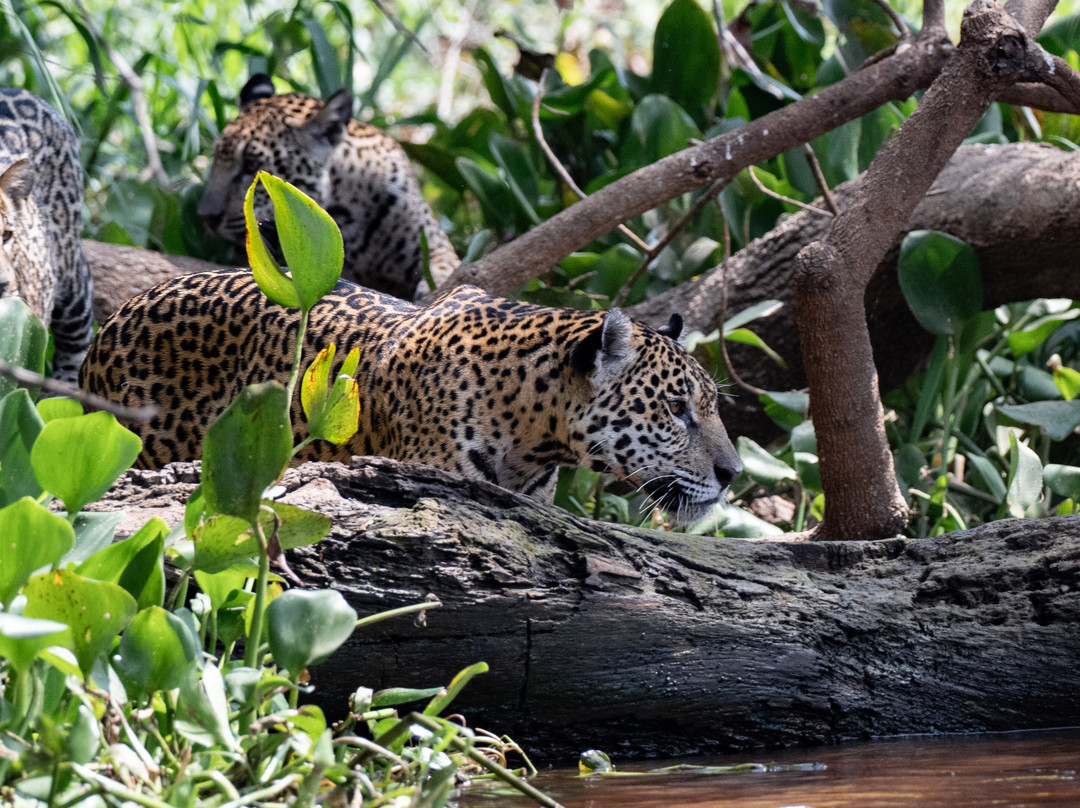 Journey With Jaguars-Porto Jofre必去景点