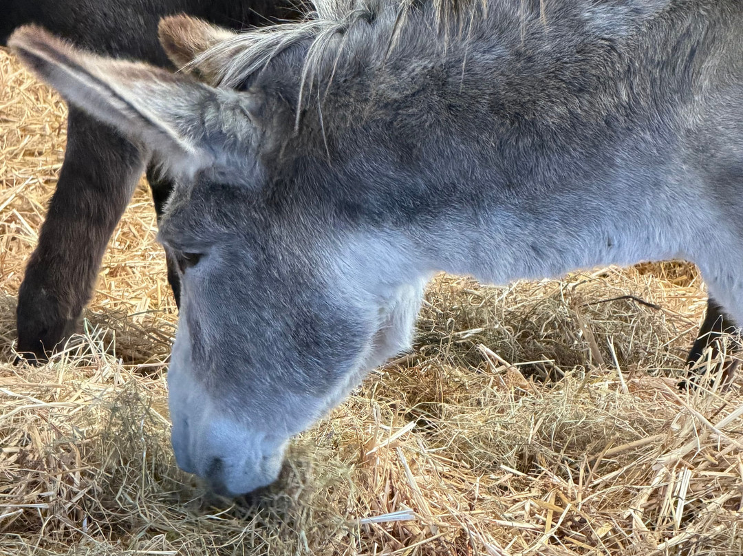 The Flicka Foundation - Donkey Sanctuary-Penryn必去景点