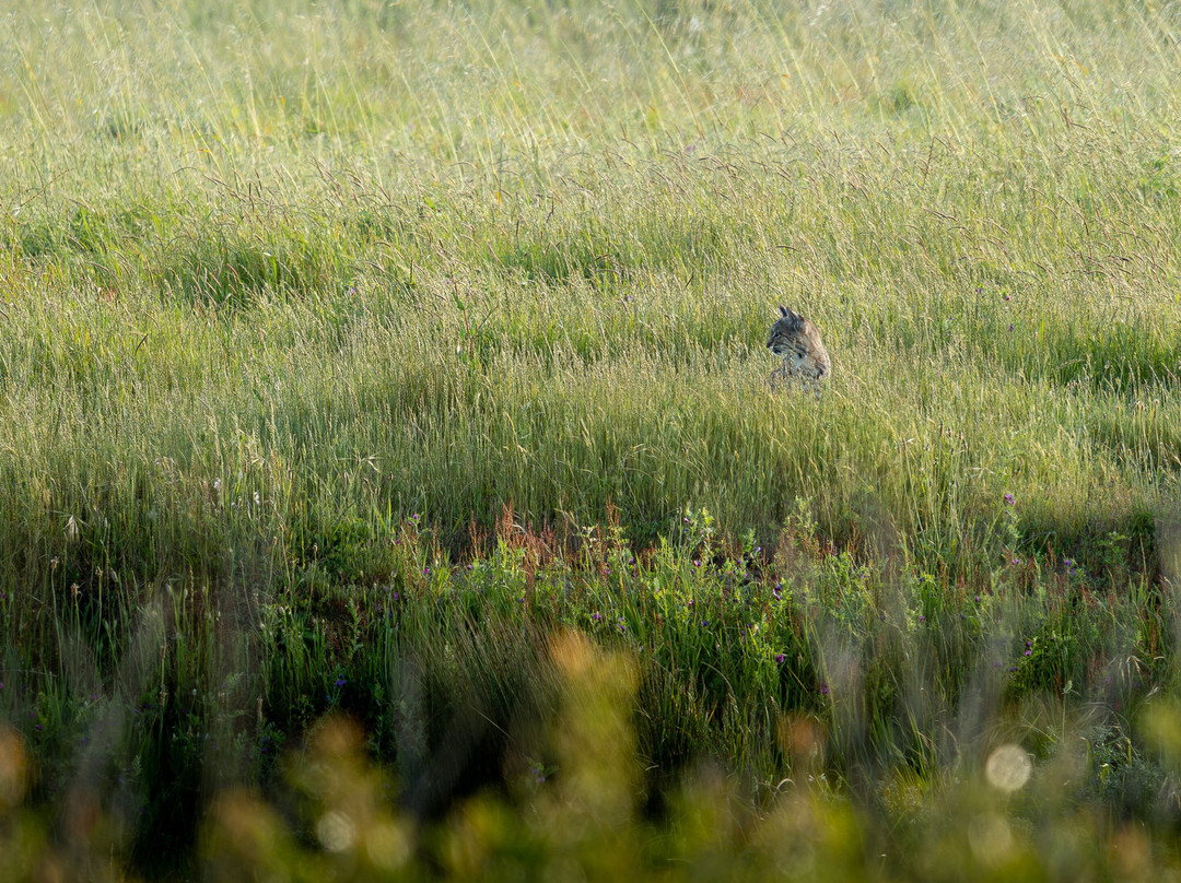 Point Reyes Safaris-Point Reyes Station必去景点