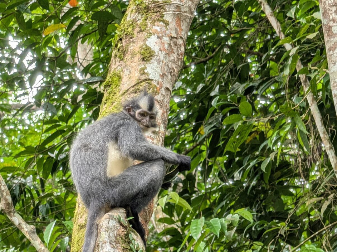 Bukit Lawang Trekking-武吉拉旺必去景点