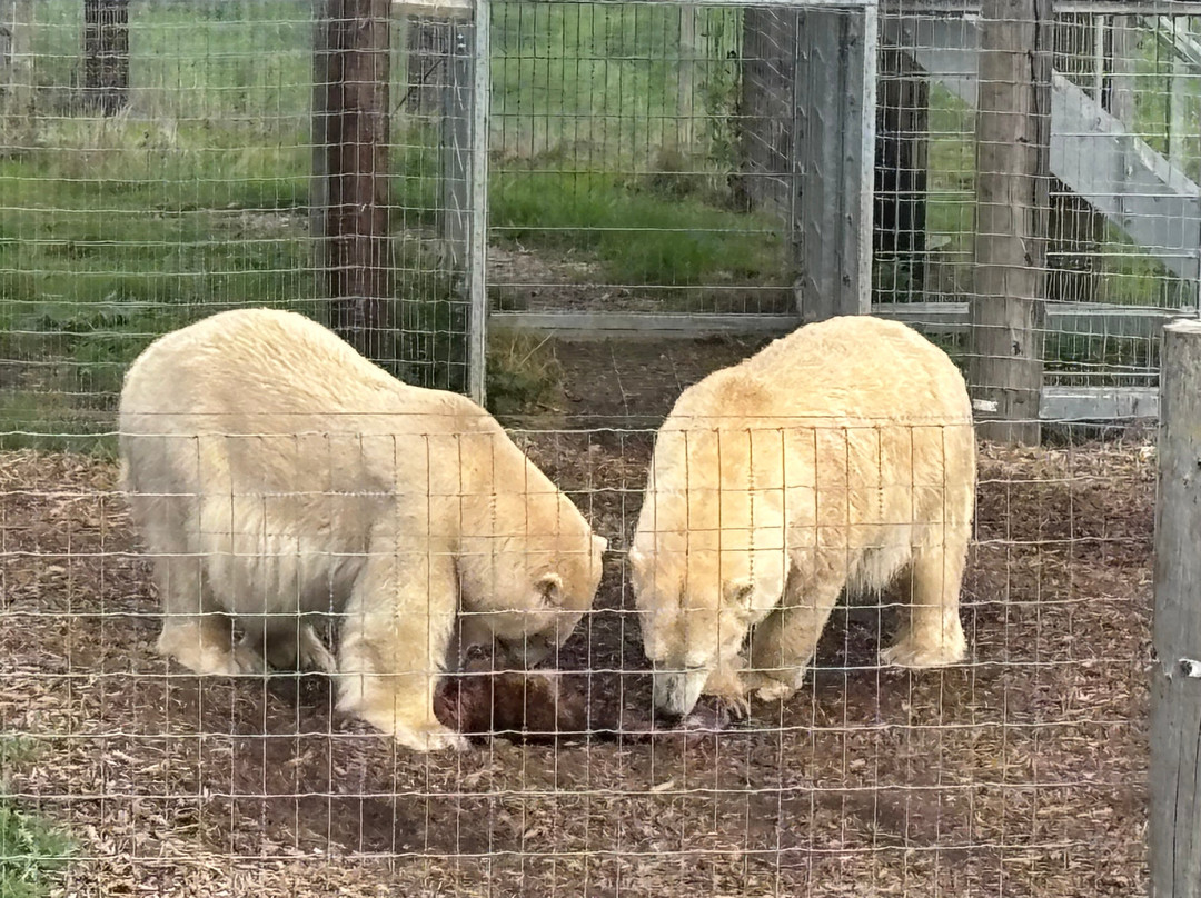 Jimmy's Farm & Wildlife Park-伊普斯威奇必去景点