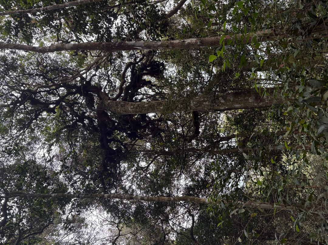 Cameron Highlands Trail No. 6