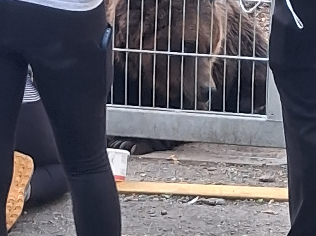 Jimmy's Farm & Wildlife Park-伊普斯威奇必去景点