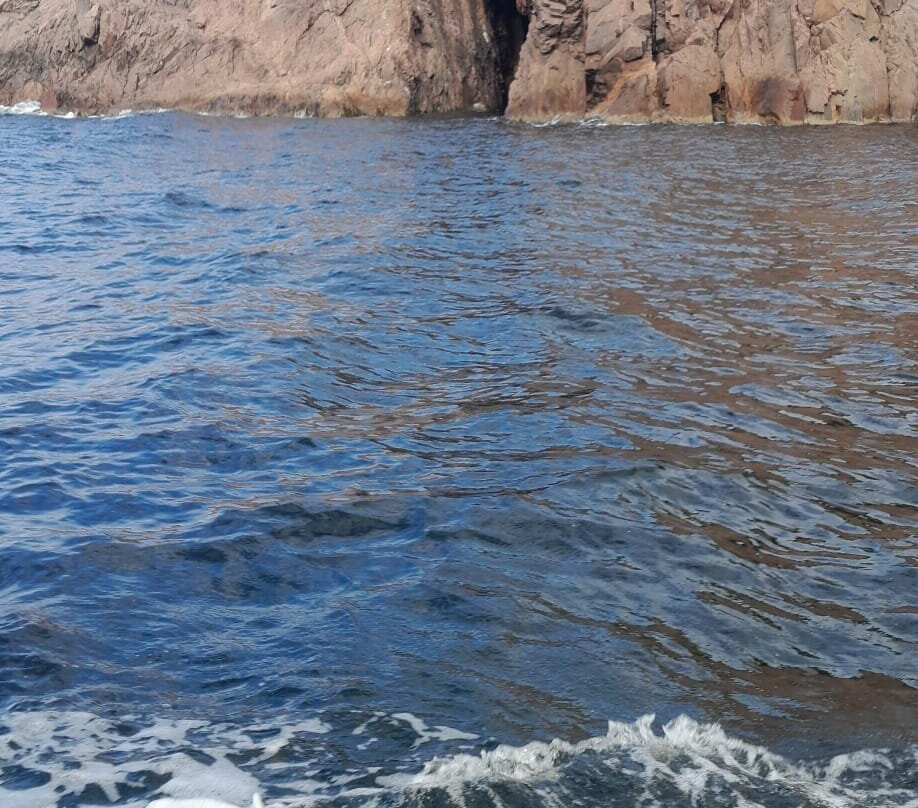 Capt. Mark's Whale and Seal Cruise-Pleasant Bay必去景点