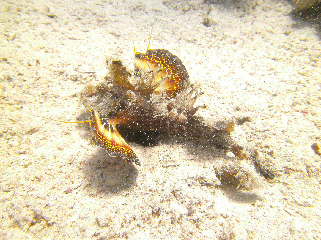 Black Rock Dive Centre-达哈卜必去景点
