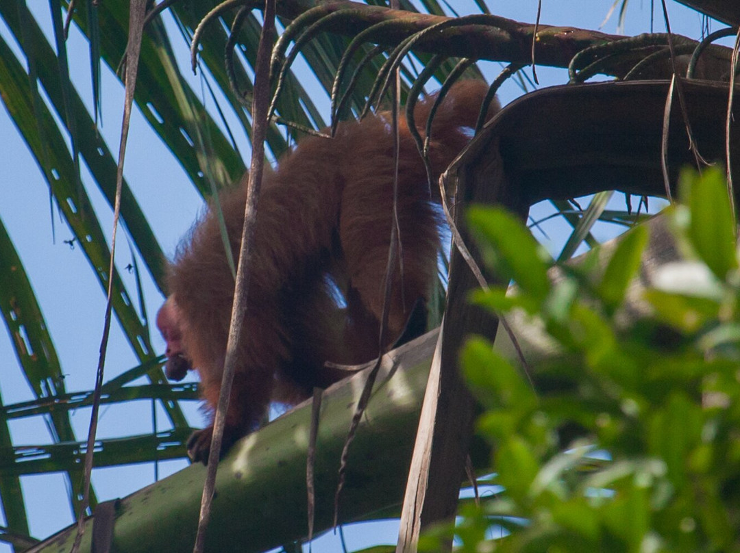 Tapiche Jungle Reserve-伊基托斯必去景点