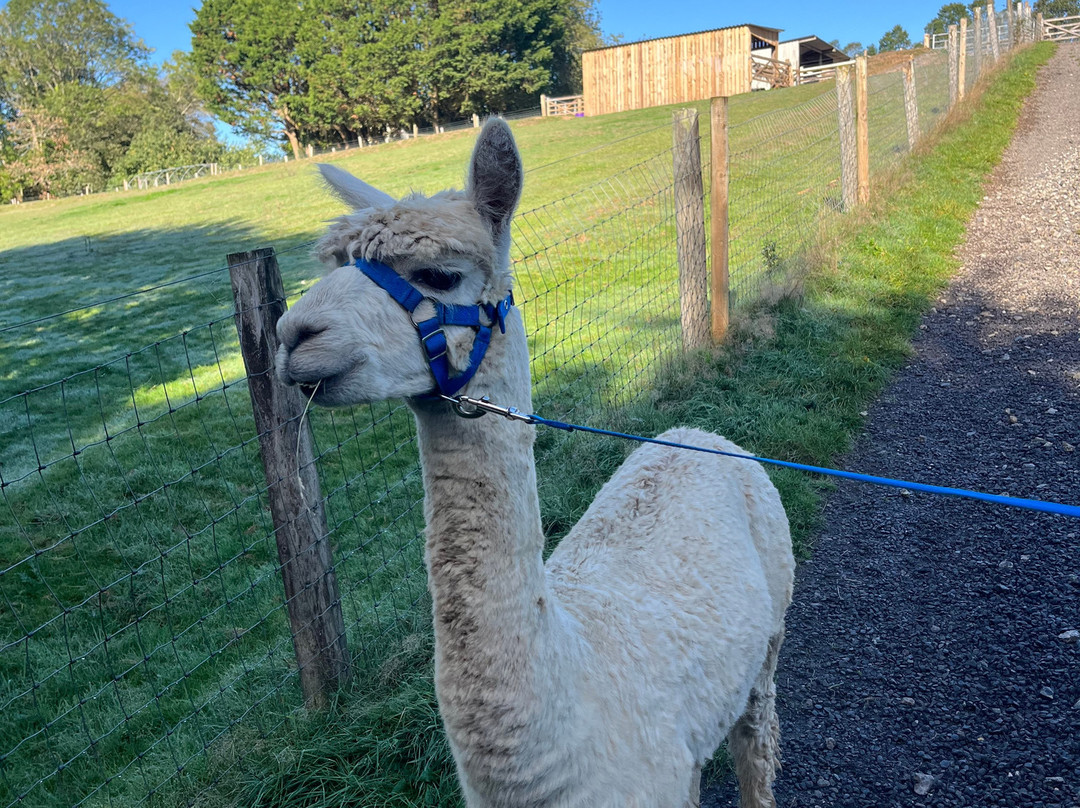 Popham Farm Alpaca Trekking-索尔塔什必去景点