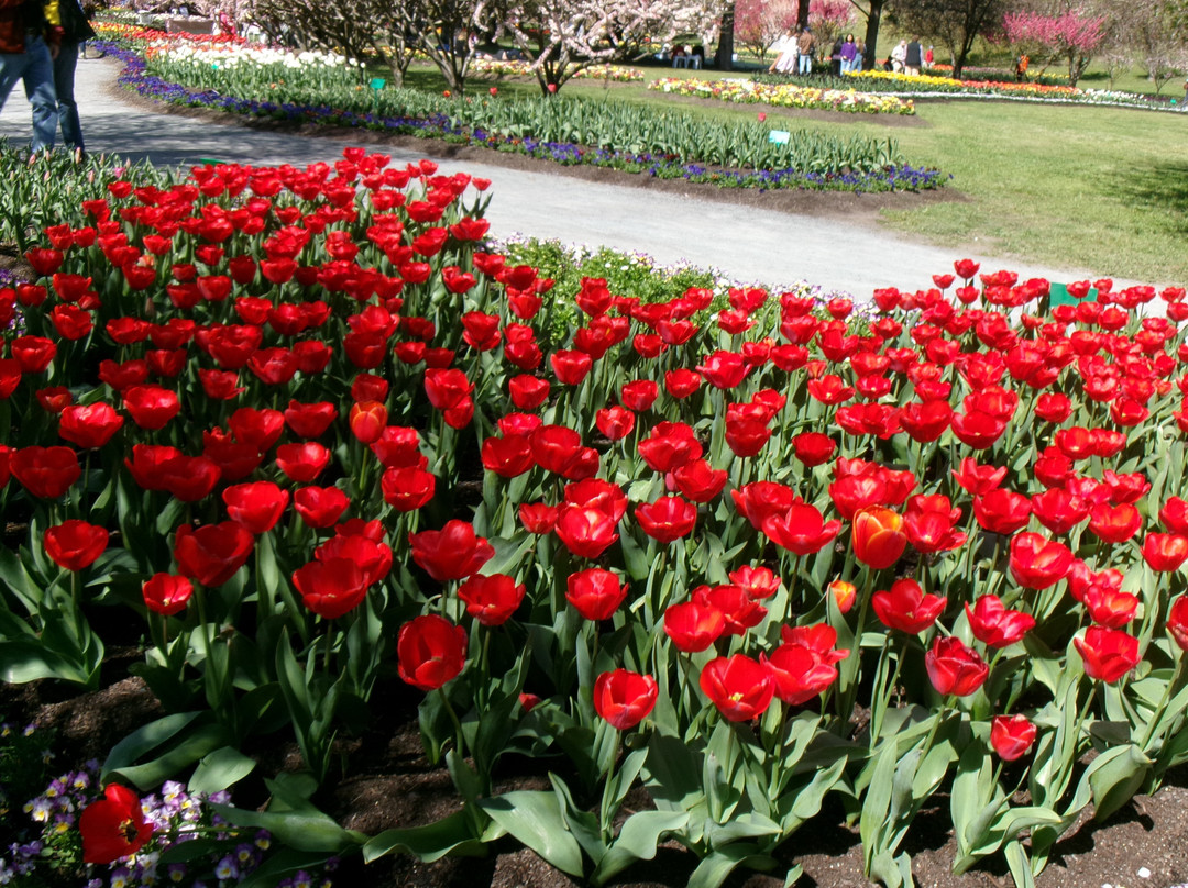 Tulip Top Gardens-Sutton必去景点