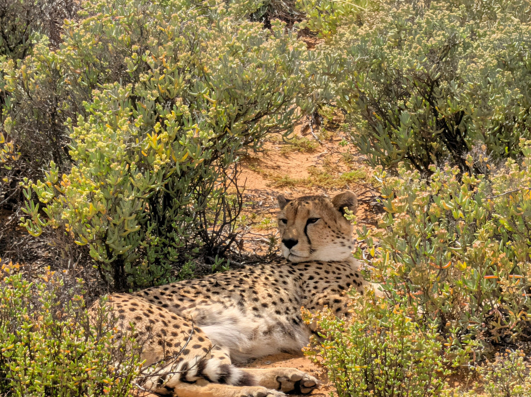 Inverdoorn Private Game Reserve-开普敦中心区必去景点