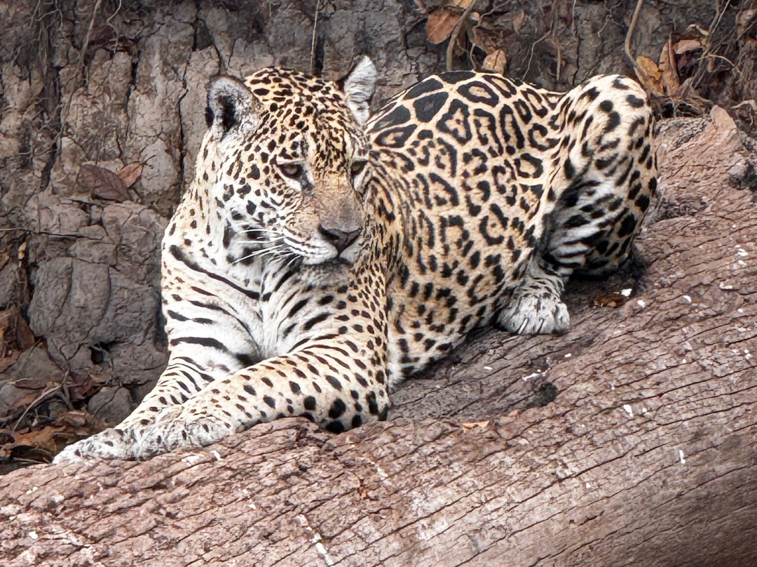 Wild Jaguar Safaris-波科内必去景点