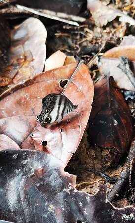 Atmosphere d'Amazonie Day Tours-Sinnamary必去景点