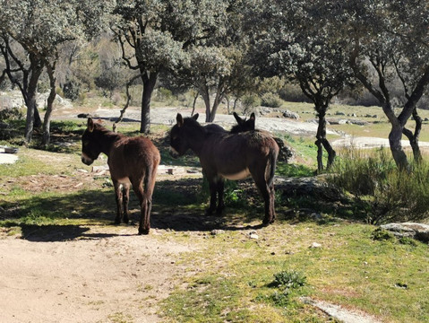 Parquelagos, Torrelodones, Galapagar, La Navata, Circular