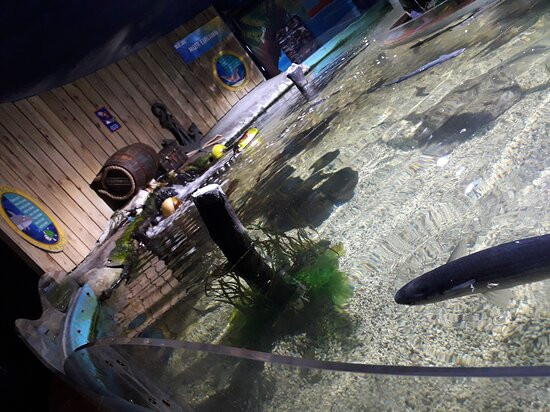 Sea Life Bray Aquarium景点图片