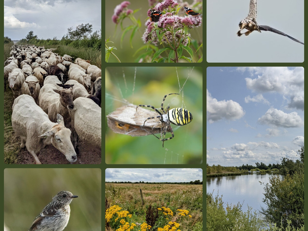 Internationaler Naturpark Bourtanger Moor-Bargerveen
