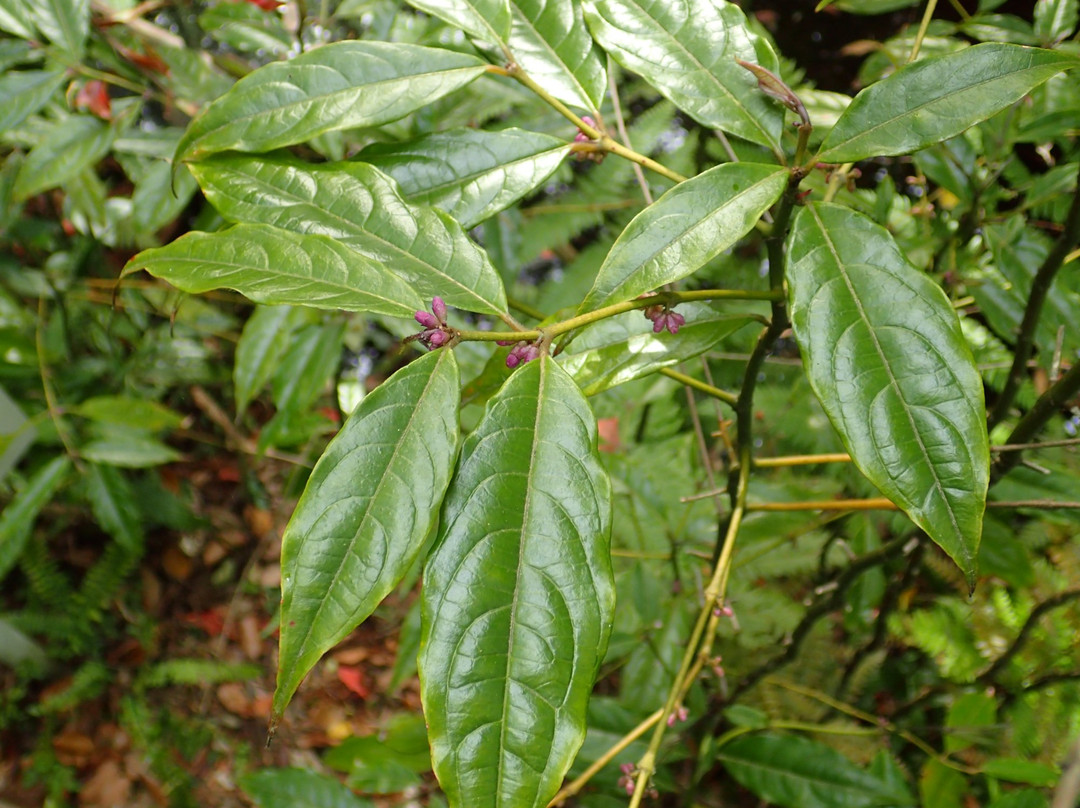 新宫市旅游景点-Shingu Inosawa Ukijima Plant Community