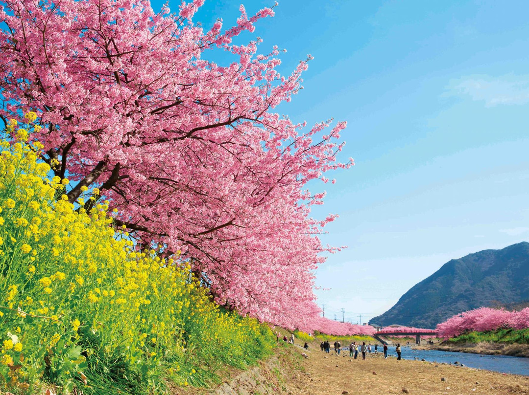 河津樱花景点图片