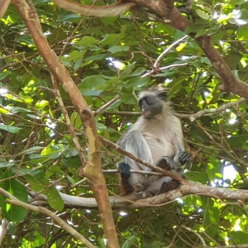 Jozani Chwaka Bay National Park-桑给巴尔岛必去景点