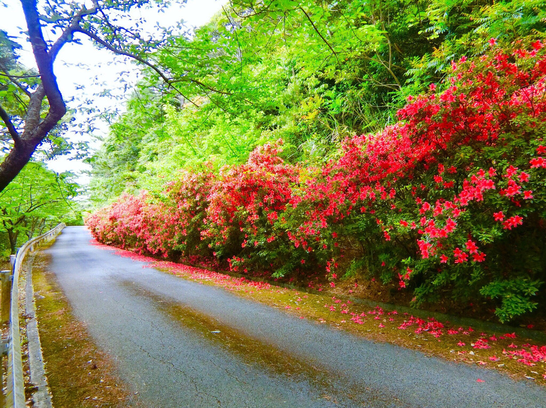 Daruma Forest Road-久米岛町必去景点