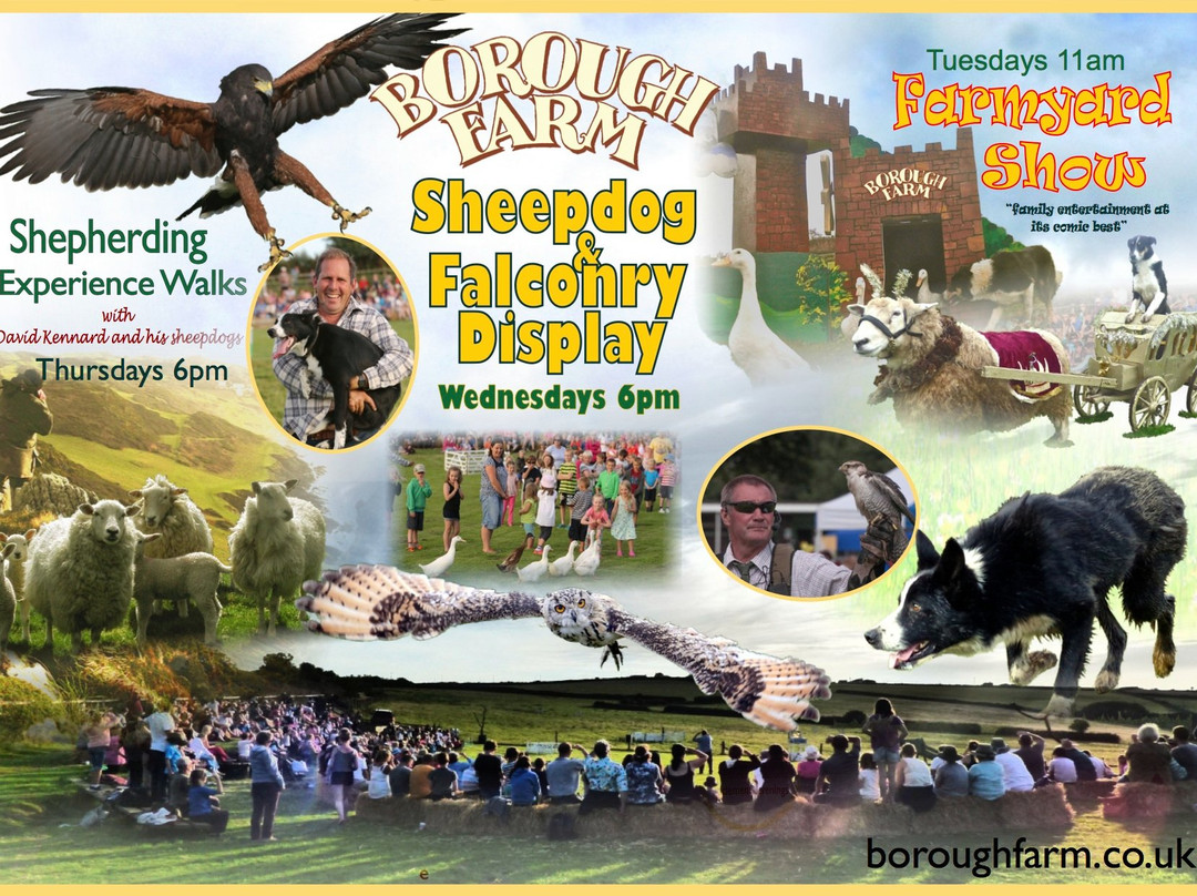 Borough Farm Sheepdog and Falconry Displays-伍拉科姆必去景点