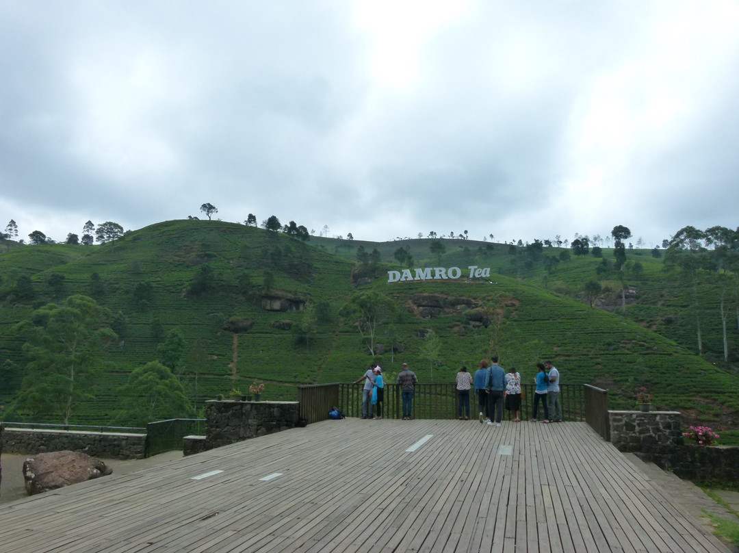 麦克伍兹茶工场-奴娃拉伊利雅必去景点