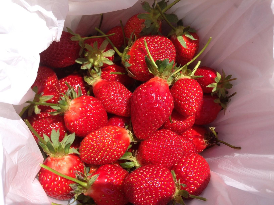 Sweet Red Strawberries景点图片