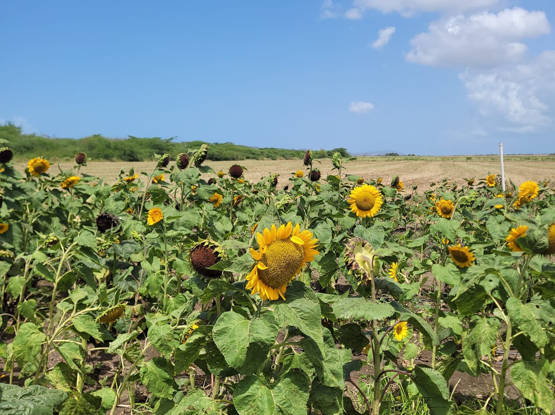 Fatima in Puerto Rico