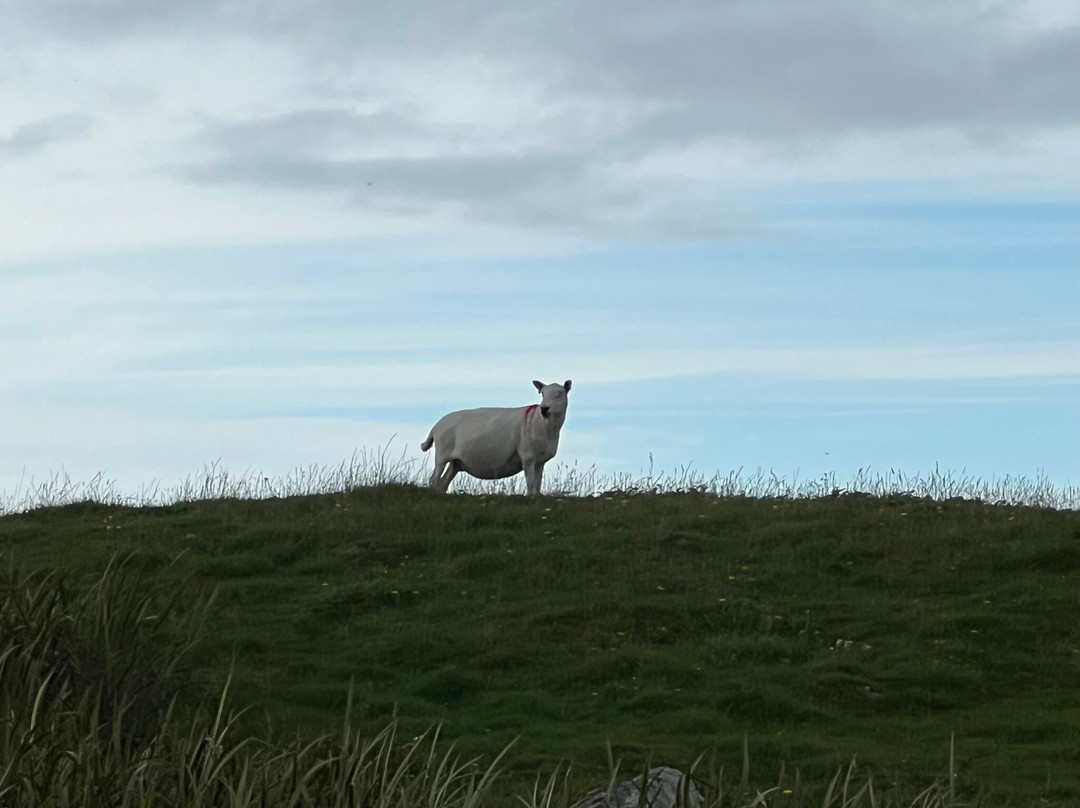 Benbecula Island旅游攻略图片