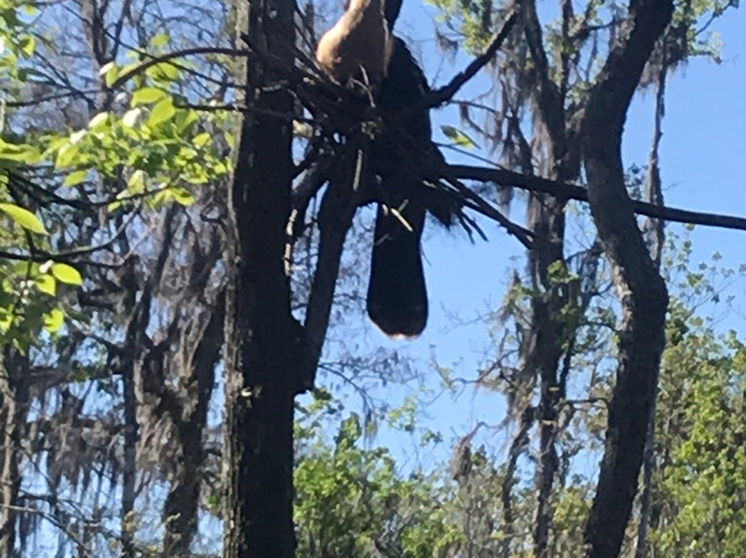 Silver Springs Kayaking LLC-Silver Springs必去景点