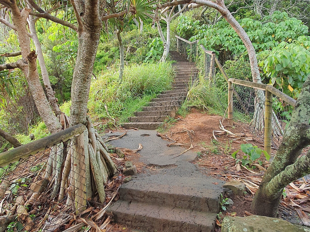Rainforest Track-伯利角必去景点