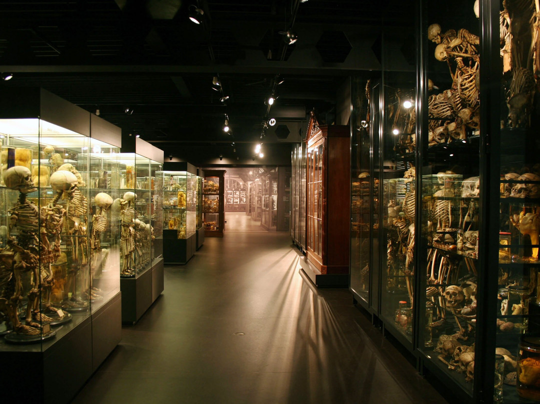 Museum Vrolik-阿姆斯特丹必去景点