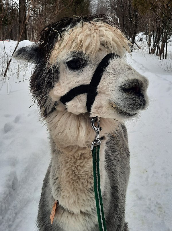 Alpagas du Domaine Poissant