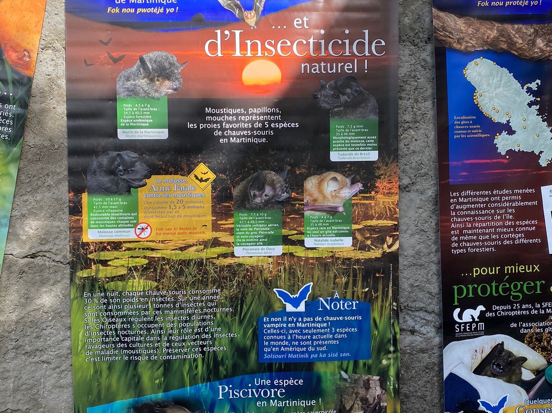 La Grotte Aux Chauve-souris