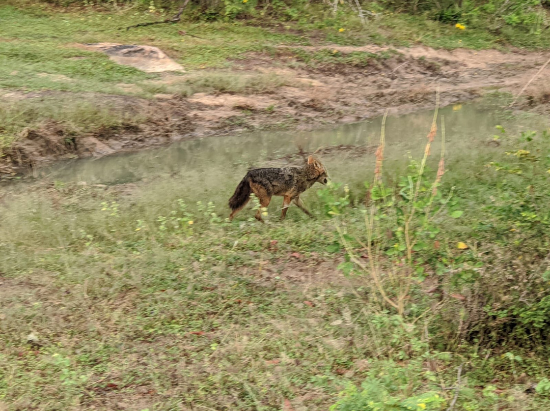 Yala National Park Jeep Safari景点图片